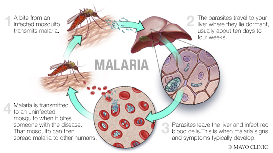 Cara jangkitan malaria berlaku