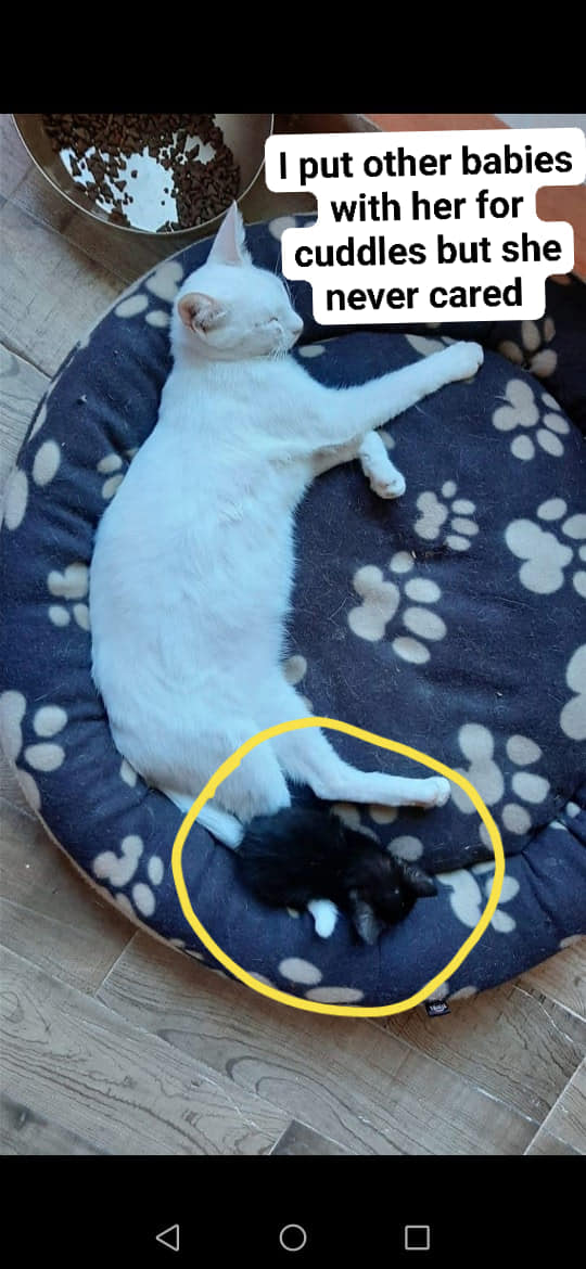 (Video) Wajah Nampak 'Kosong', Kucing SeolahOlah Alami Kemurungan