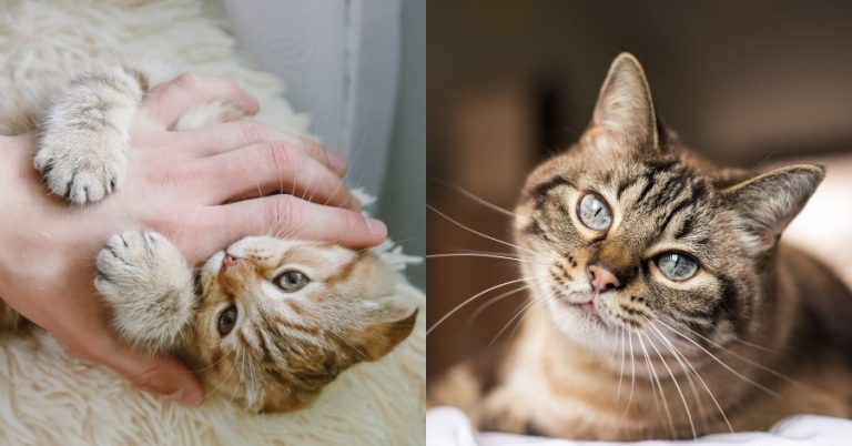 Apa Hukum Bulu Kucing Yang Tertanggal? Ini Jawapan Mufti