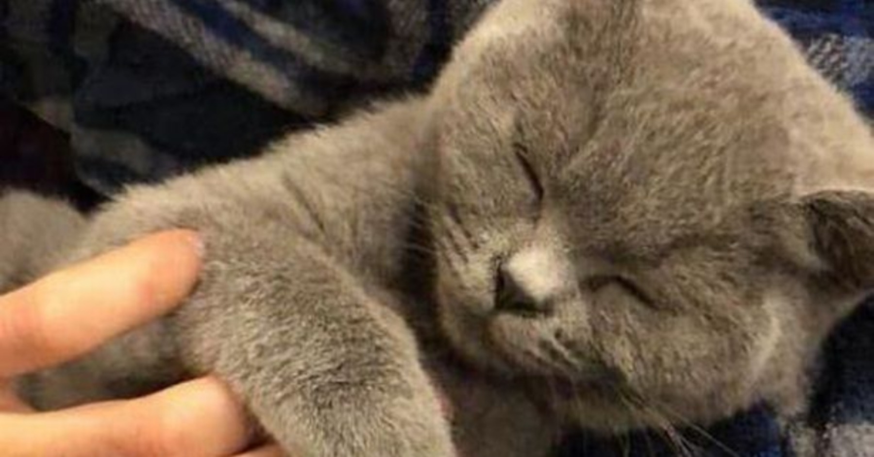 Hilang Beberapa Hari, Kucing Pulang Ke Rumah Dengan Kesan ‘Serangan