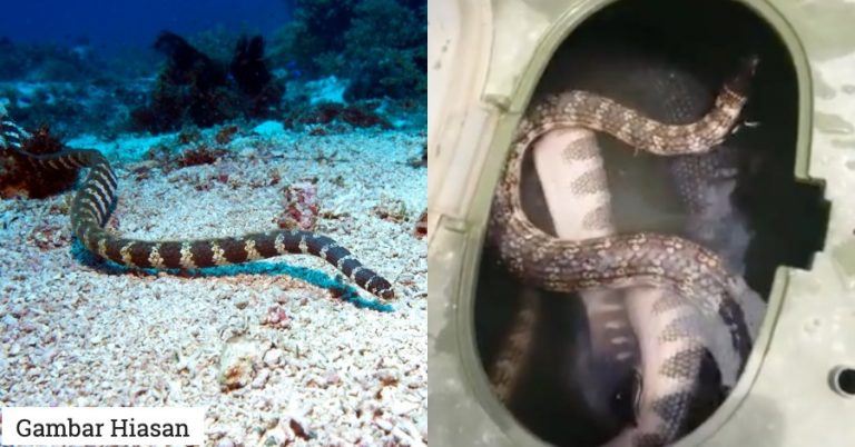 “Ada Hampir 60 Spesies,” Doktor Ini Kongsikan Mengenai Ular Laut Yang