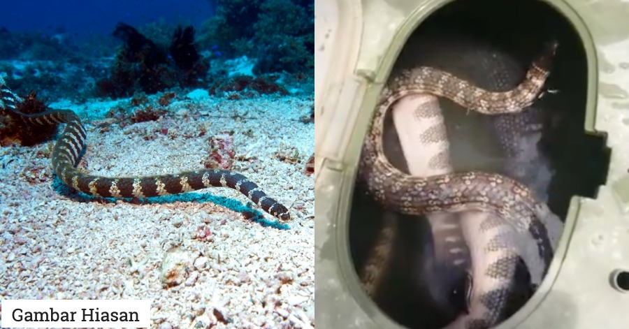 “Ada Hampir 60 Spesies,” Doktor Ini Kongsikan Mengenai Ular Laut Yang