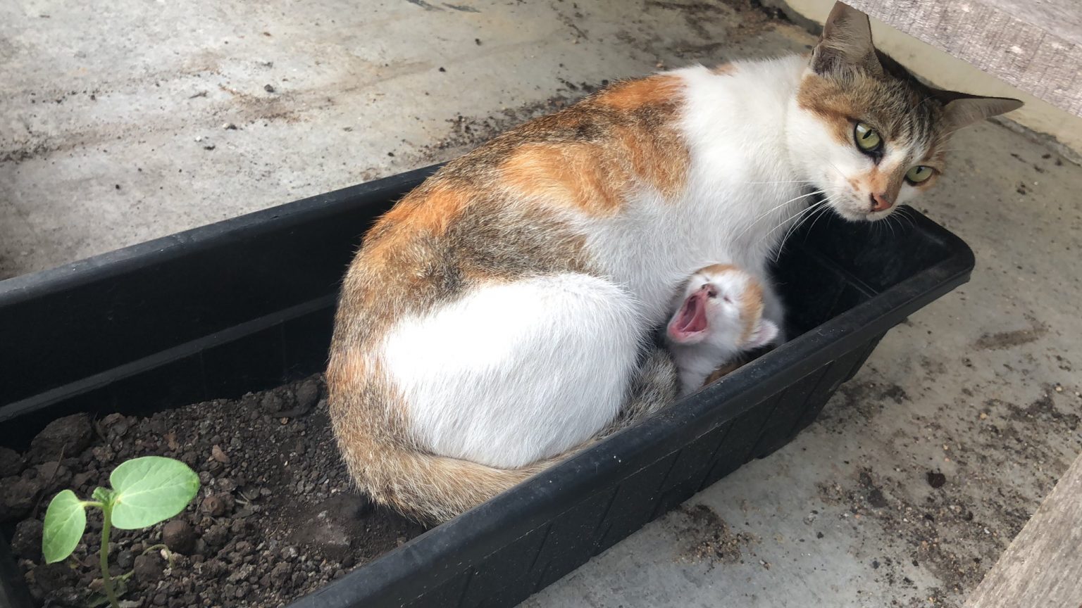 "Siap Menguap..," Nak Marah Pun Tak Jadi, 'Keluarga' Kucing Ini Tidur