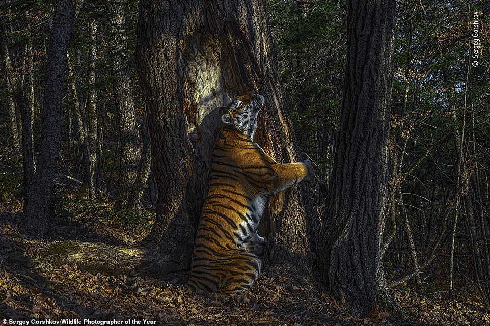 harimau peluk pokok