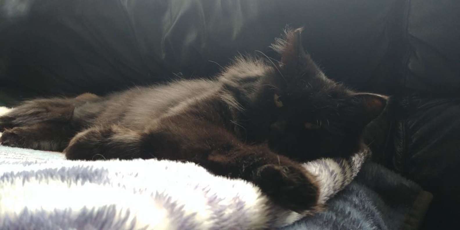 Mungkin Mahu u0027Berterima Kasihu0027, Ibu Kucing Bawa Semua Anak 