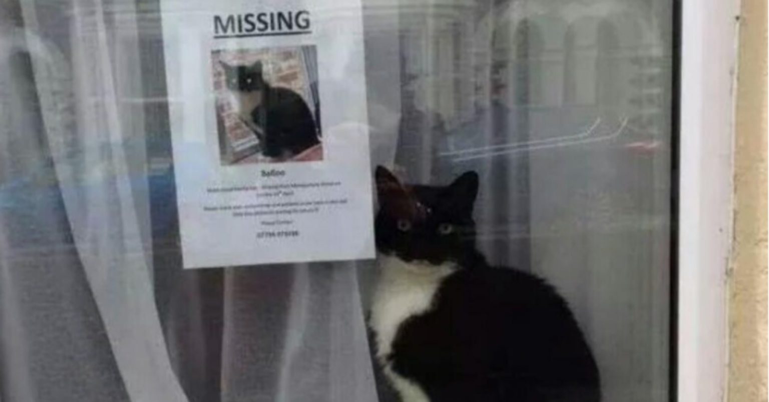 Melucukan, Kucing Ini Dilaporkan Hilang, Sebelum Ditemui Disebalik