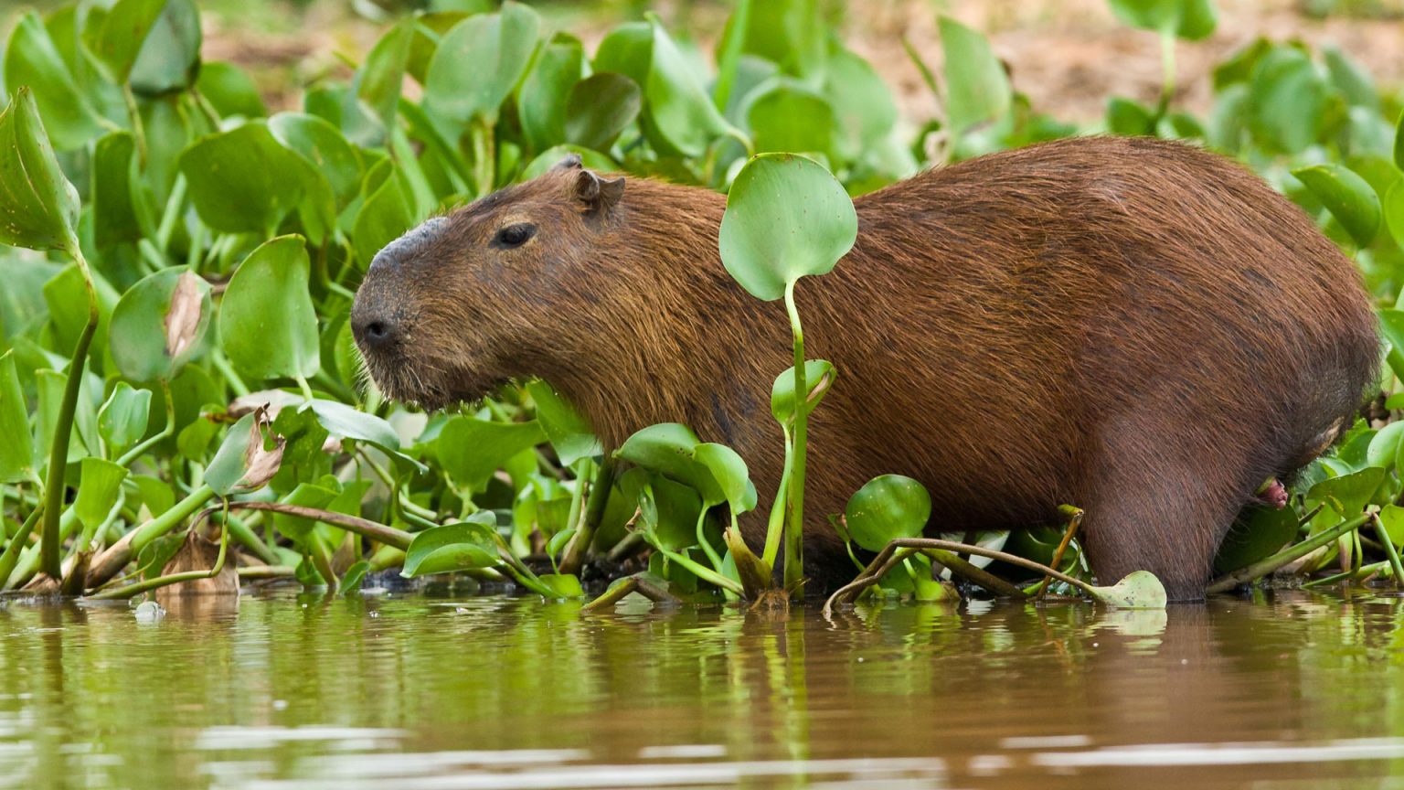 Gambar Capybara