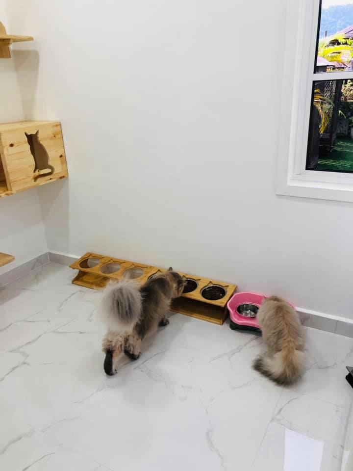 Bina Rumah u0027Banglou0027 Untuk Kucing-Kucing Kesayangan Buat Ramai 