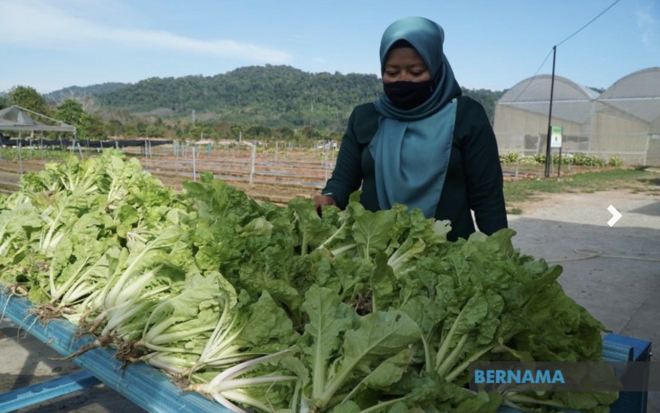 Lang Agro Park Tawar Pengalaman Petik Sendiri Sayur Buah Buahan Segar
