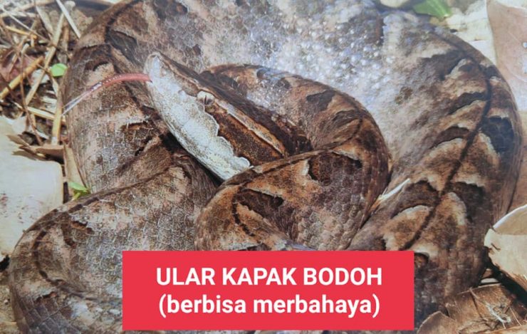 Ini Antara Senarai Jenis Ular Yang Suka Masuk Dalam Rumah, No. 1 & 2