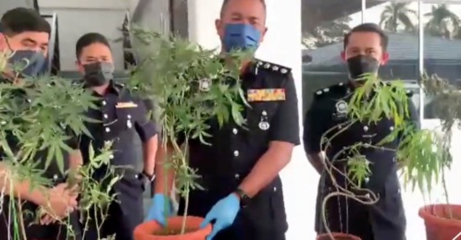 penyanyi tanam ganja