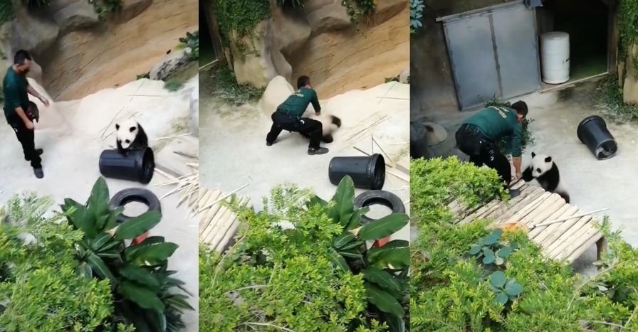 baby panda vs zookeeper