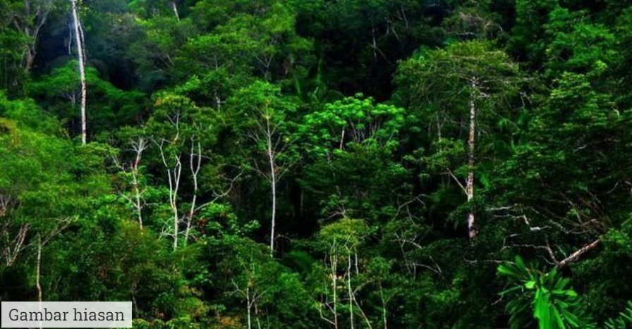 jenis hutan di malaysia