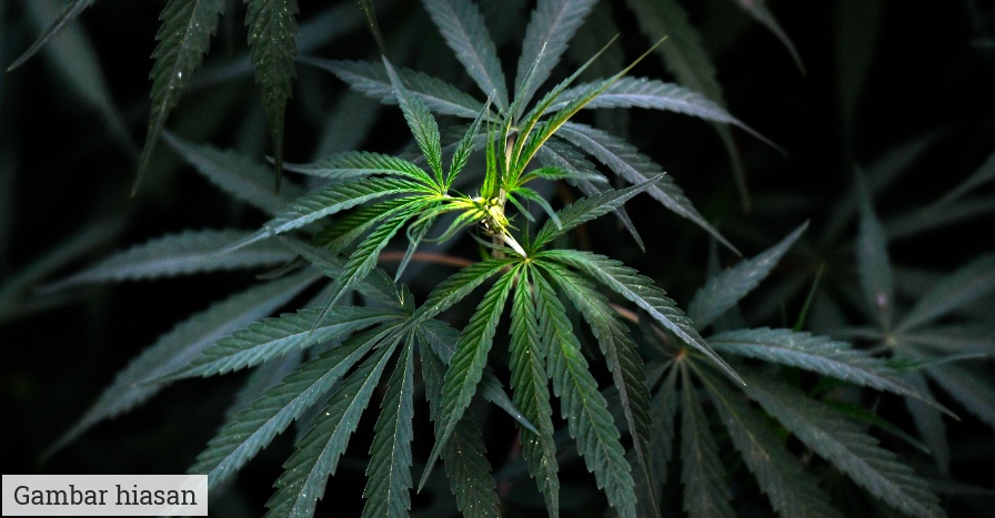pokok ganja