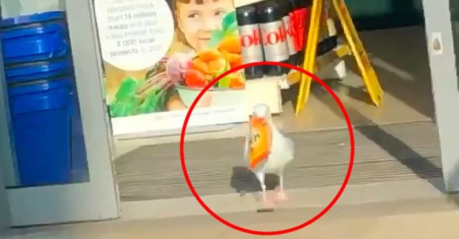 burung camar