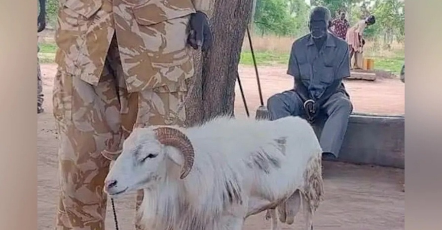 kambing penjara