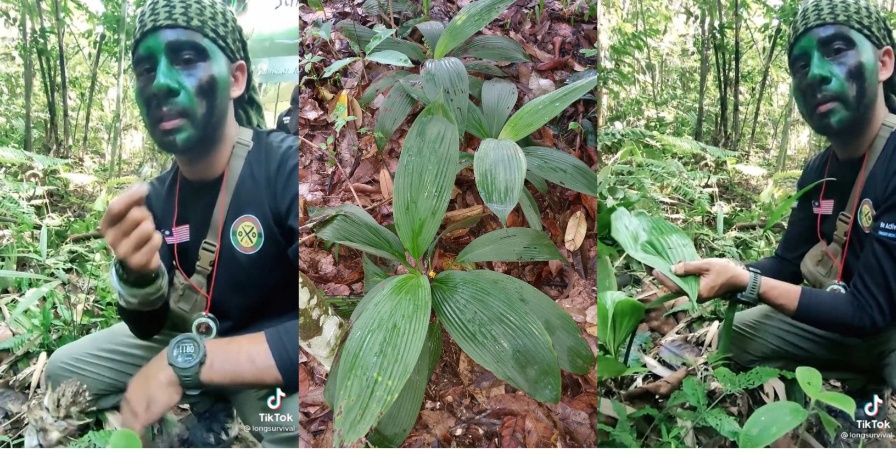 tips survival guna daun lemba