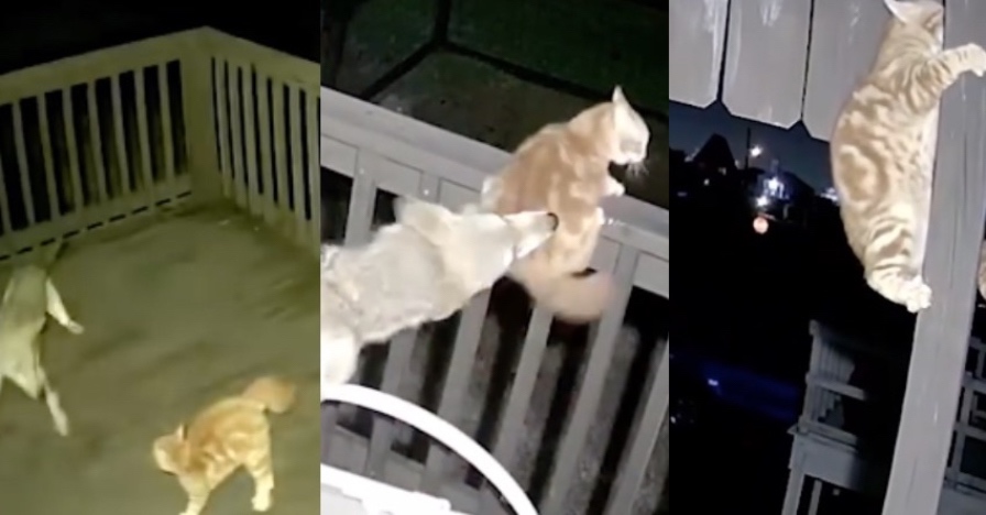 oyen diserang koyote