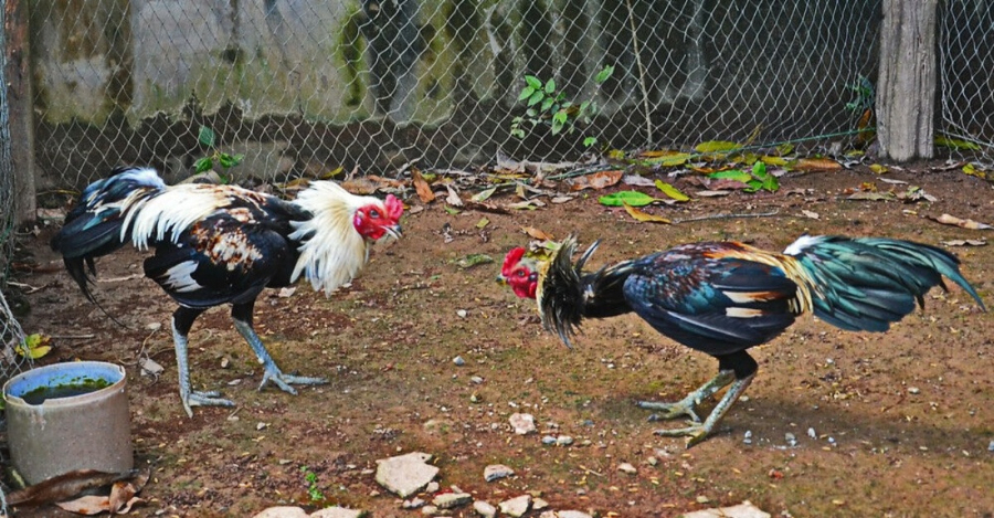 Menang laga ayam