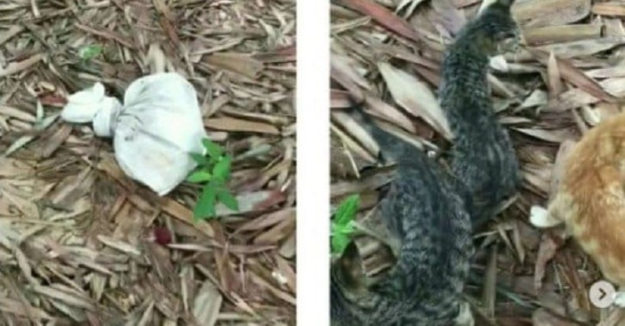 jumpa kucing dalam guni