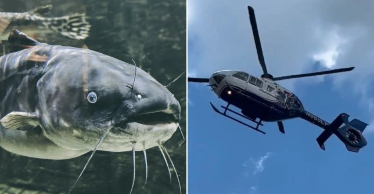 kanak-kanak tertusuk sengat ikan keli