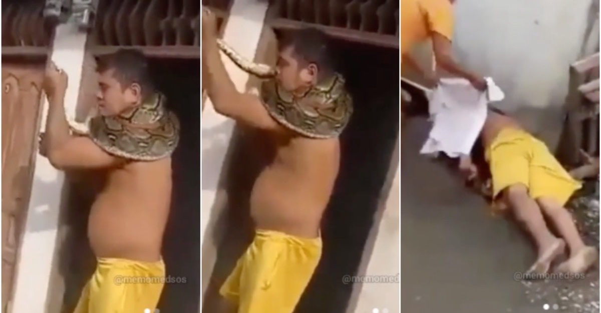 dililit oleh ular sawa