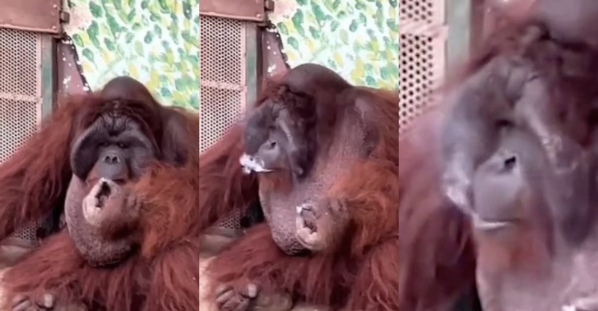 orang utan kutip dan hisap rokok