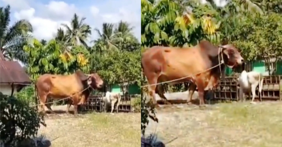 Lembu gergasi