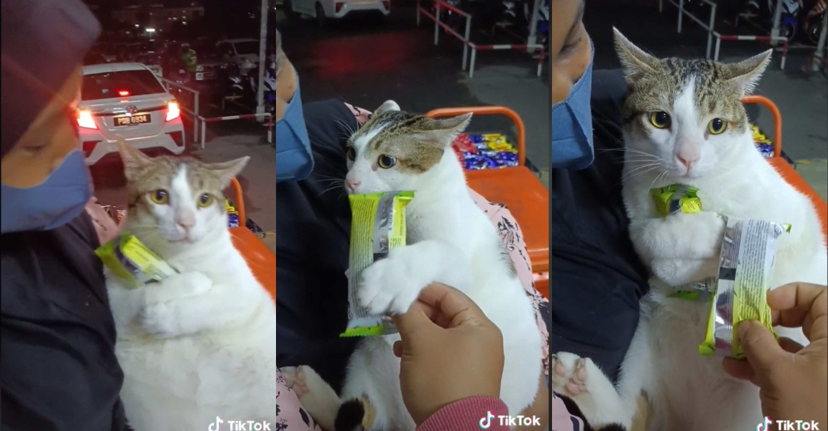 kucing marah apollo kena ambil