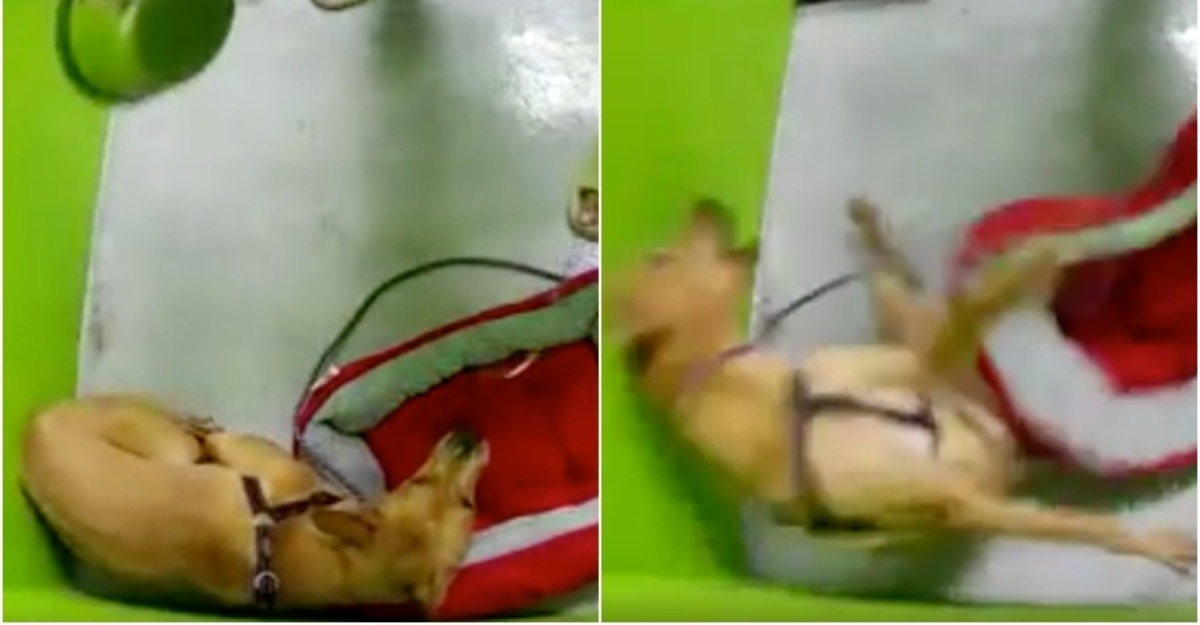 anjing kena pukul guna mangkuk besi