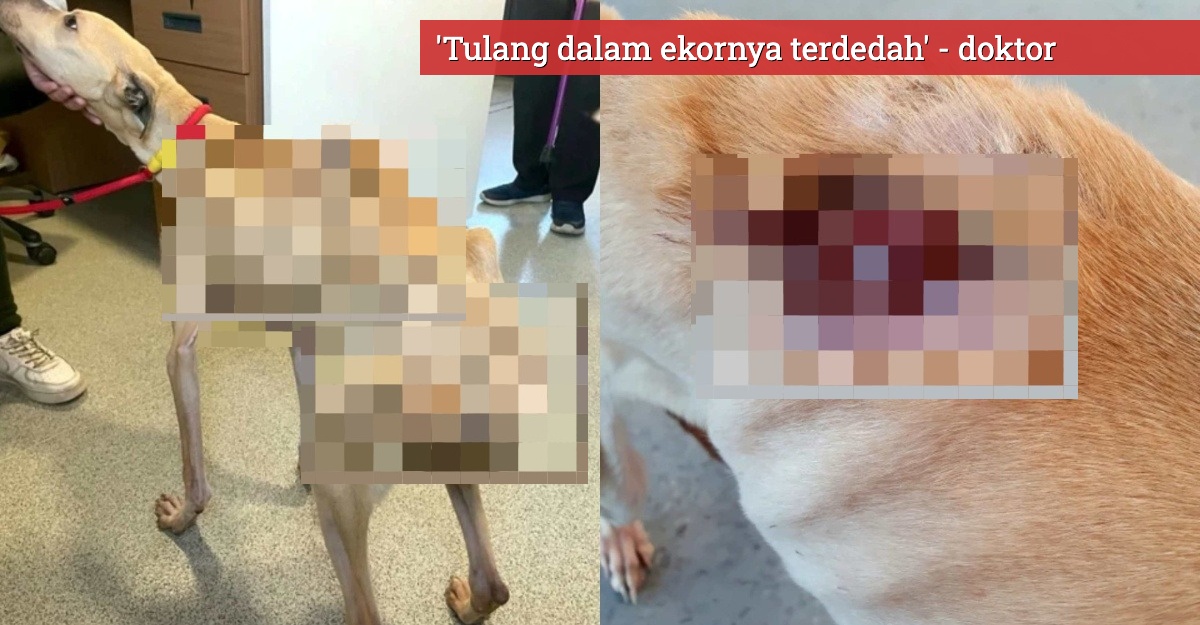 anjing makan ekor sendiri