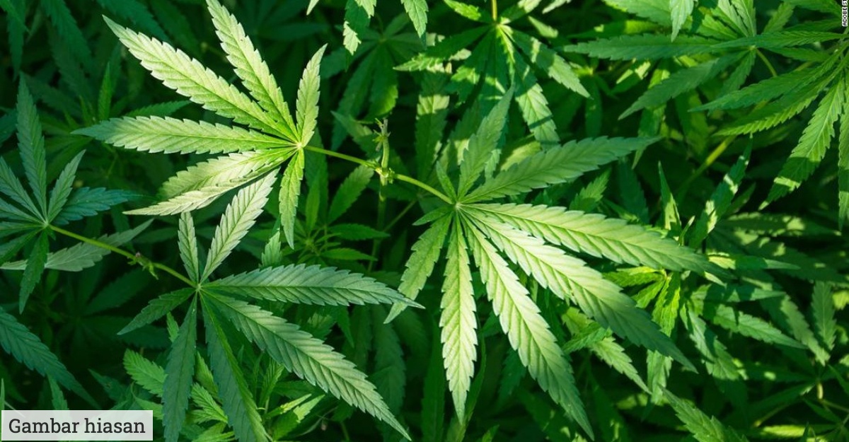 Pelancong malaysia dilarang bawa pulang ganja