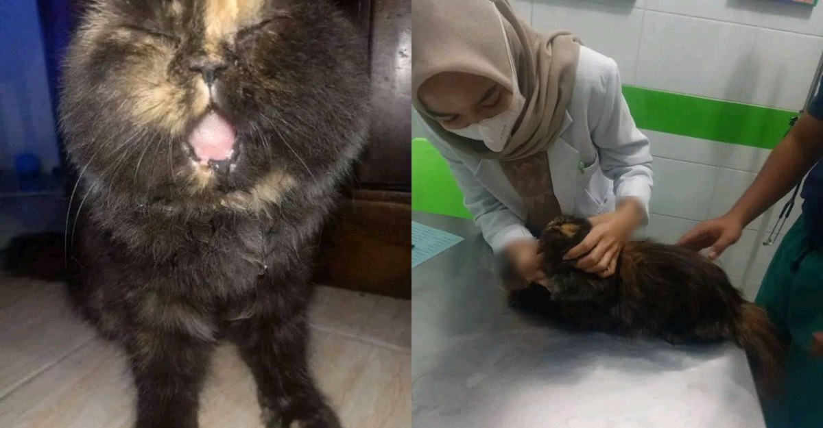 kucing tak boleh tutup mulut
