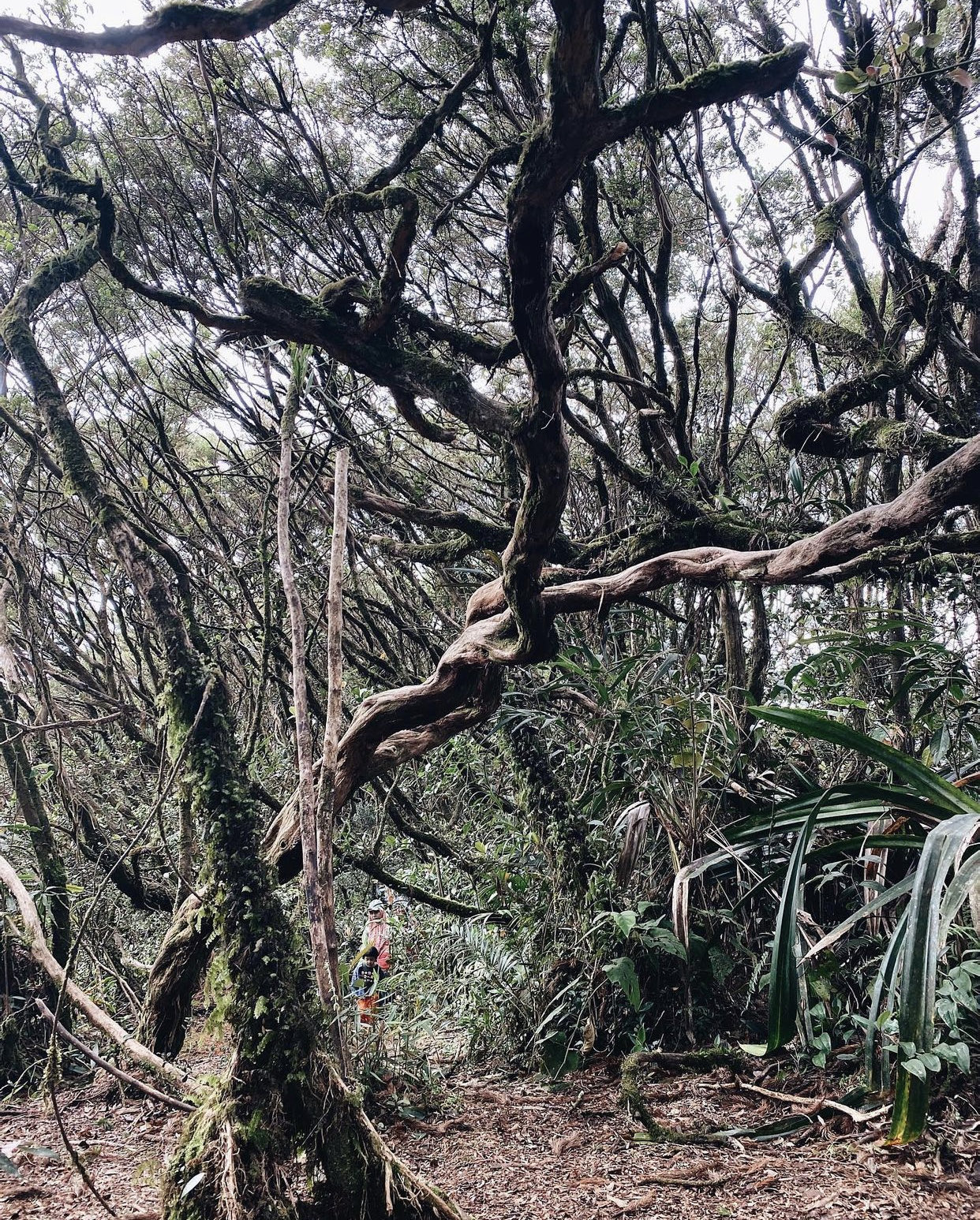 26 lokasi "hiking" yang sesuai untuk "beginners"