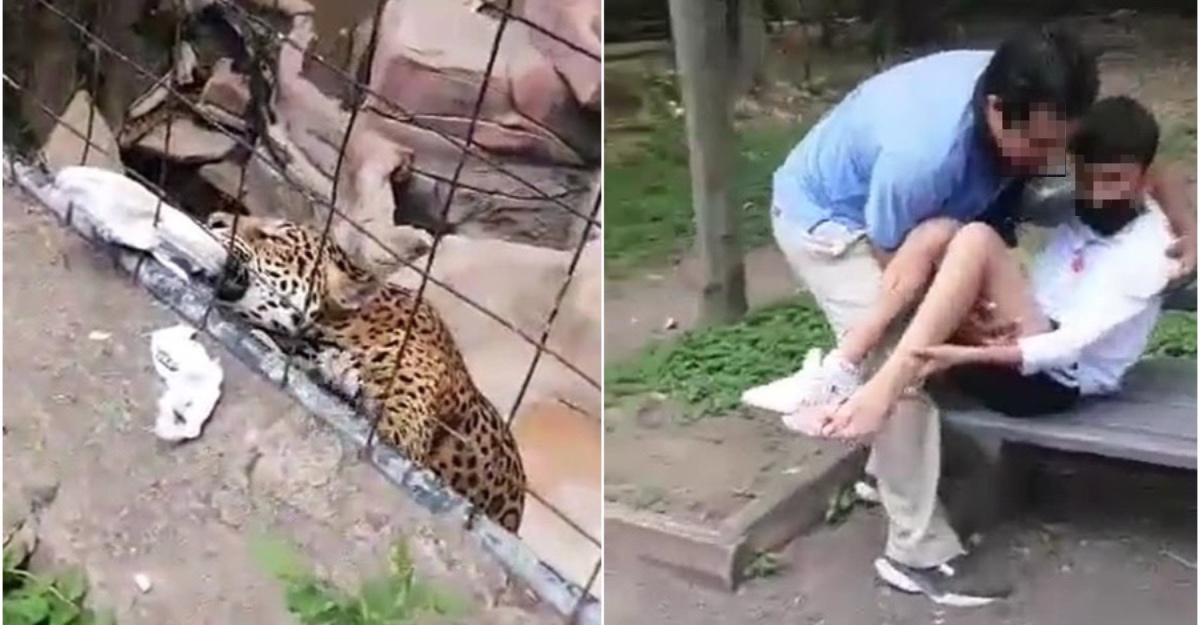 Kaki Remaja Cedera Diterkam Jaguar