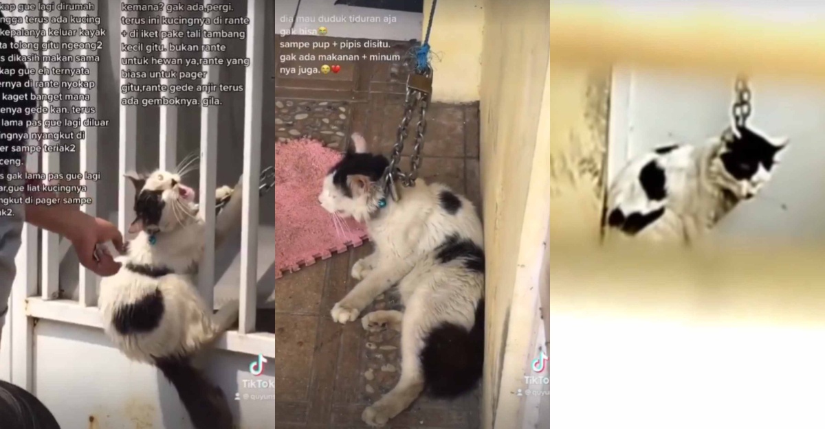 kucing diikat rantai besi