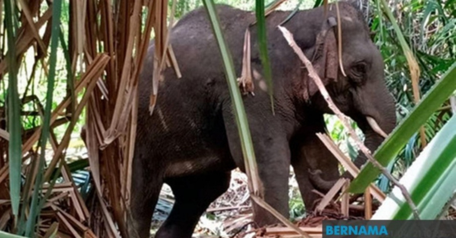 Gajah berkeliaran