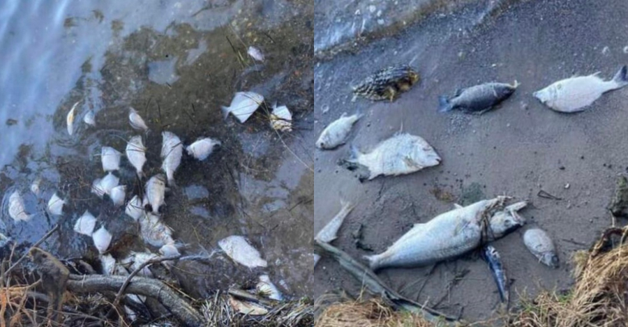 Ribuan Ikan Terdampar Mati