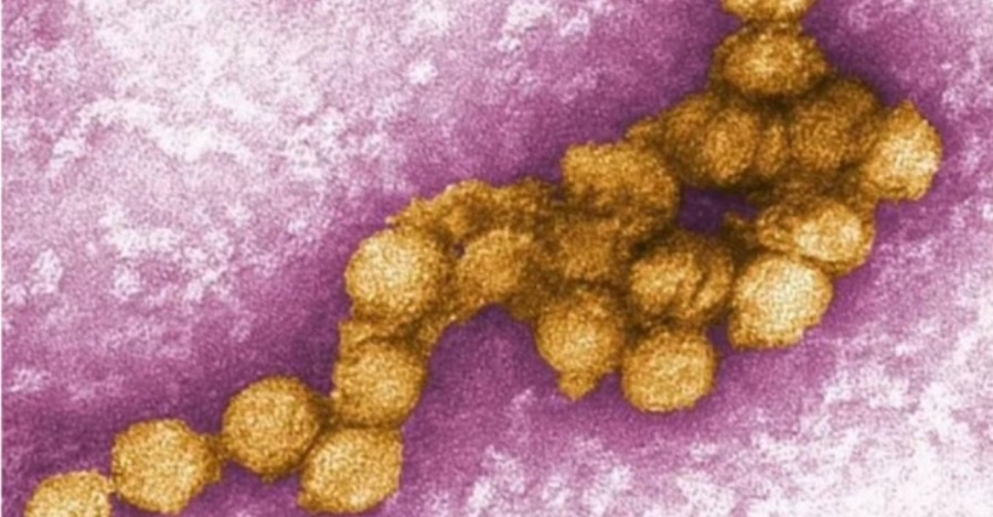Deman 'West Nile'