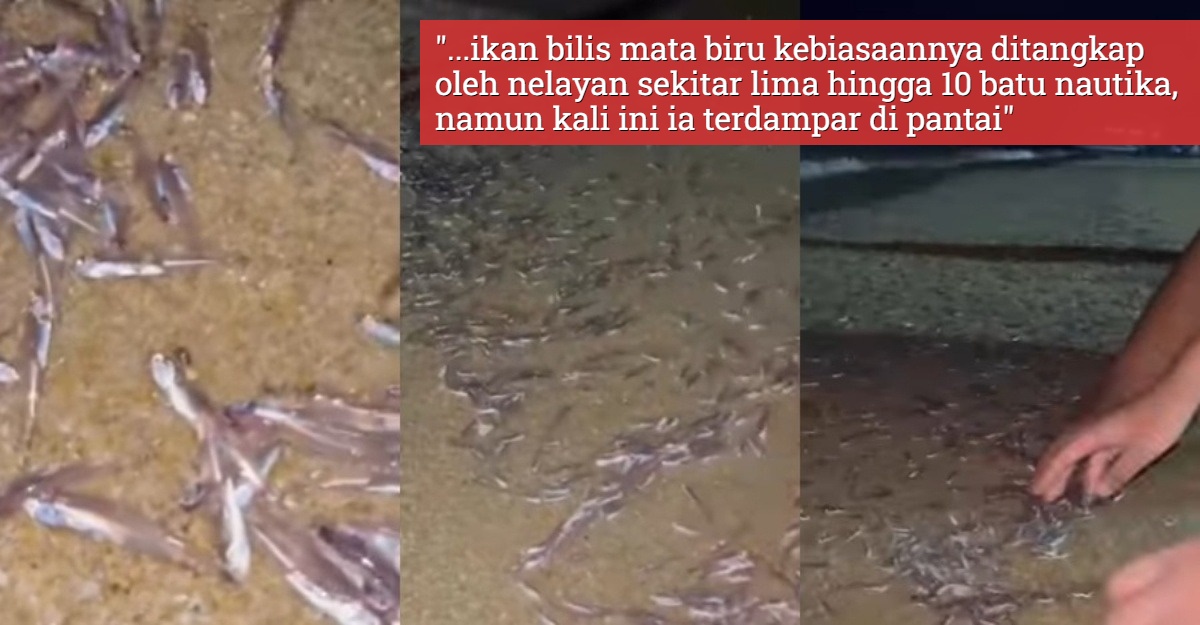 Ikan Bilis Mata Biru Naik Ke Darat