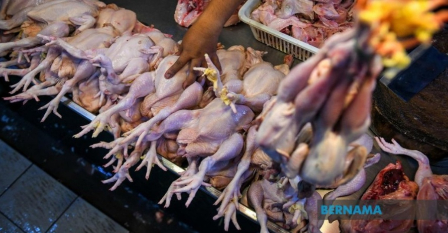 Harga ayam