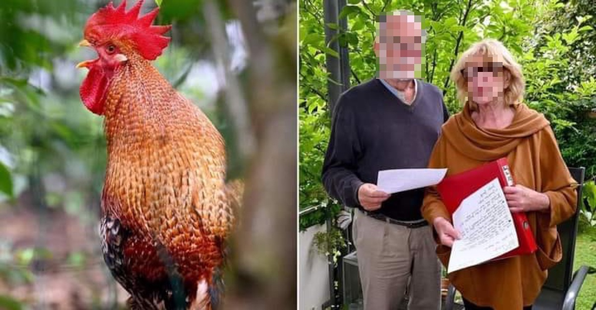 Ayam Berkokok 200 Kali Sehari