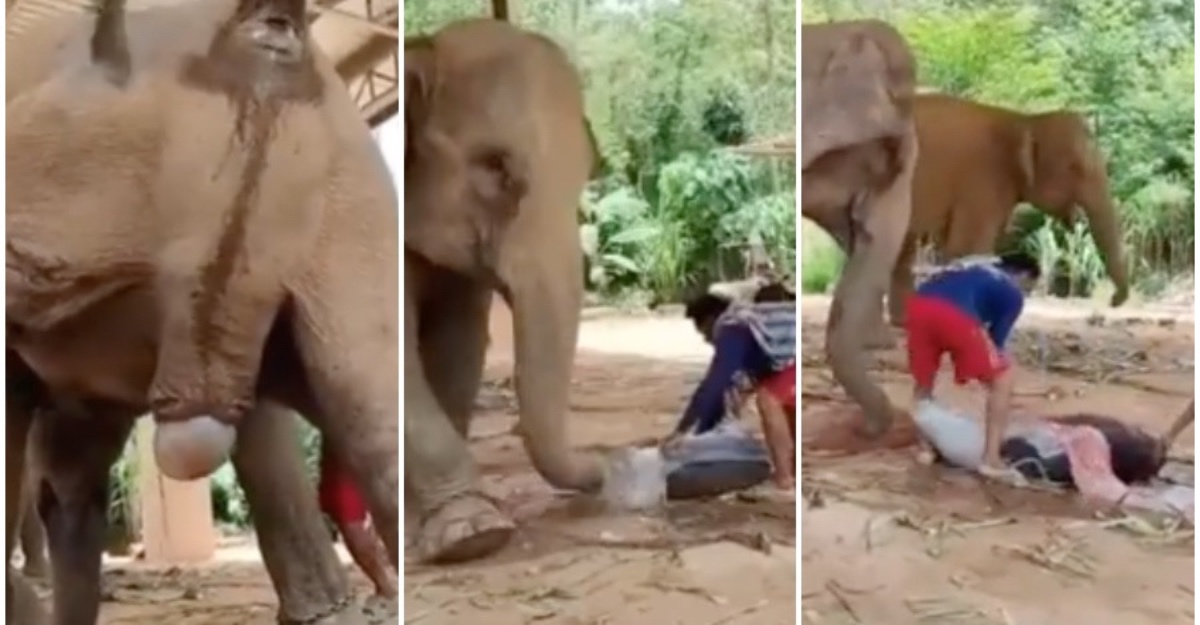 Detik Gajah Betina Bersalin Tular