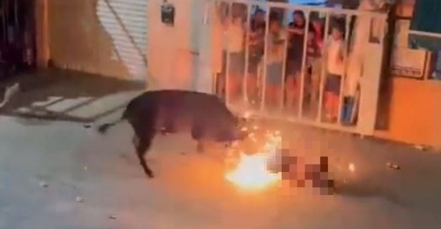 Lelaki Maut Disondol Lembu