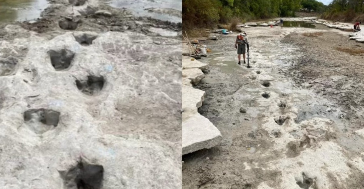 Kesan Tapak Kaki Dinosaur Dari 113 Juta Tahun 'Muncul' Semula