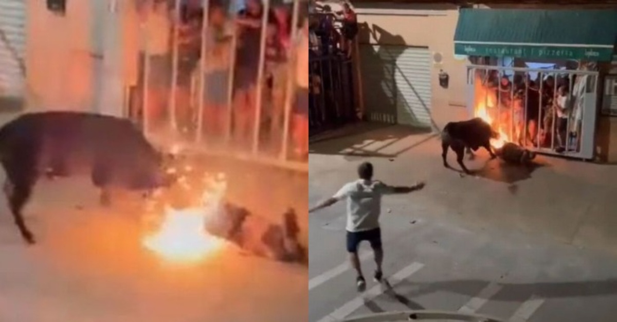 Lembu Jantan Naik Minyak 'Rodok' Lelaki Sampai Mati
