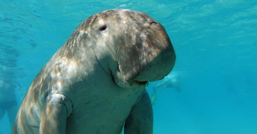 Dugong