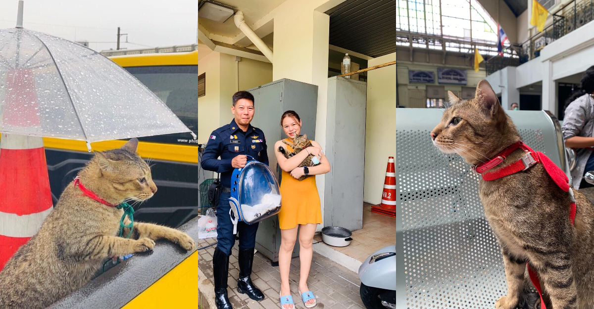 Kucingnya Yang Hilang Di Hat Yai Ditemui Di Bangkok
