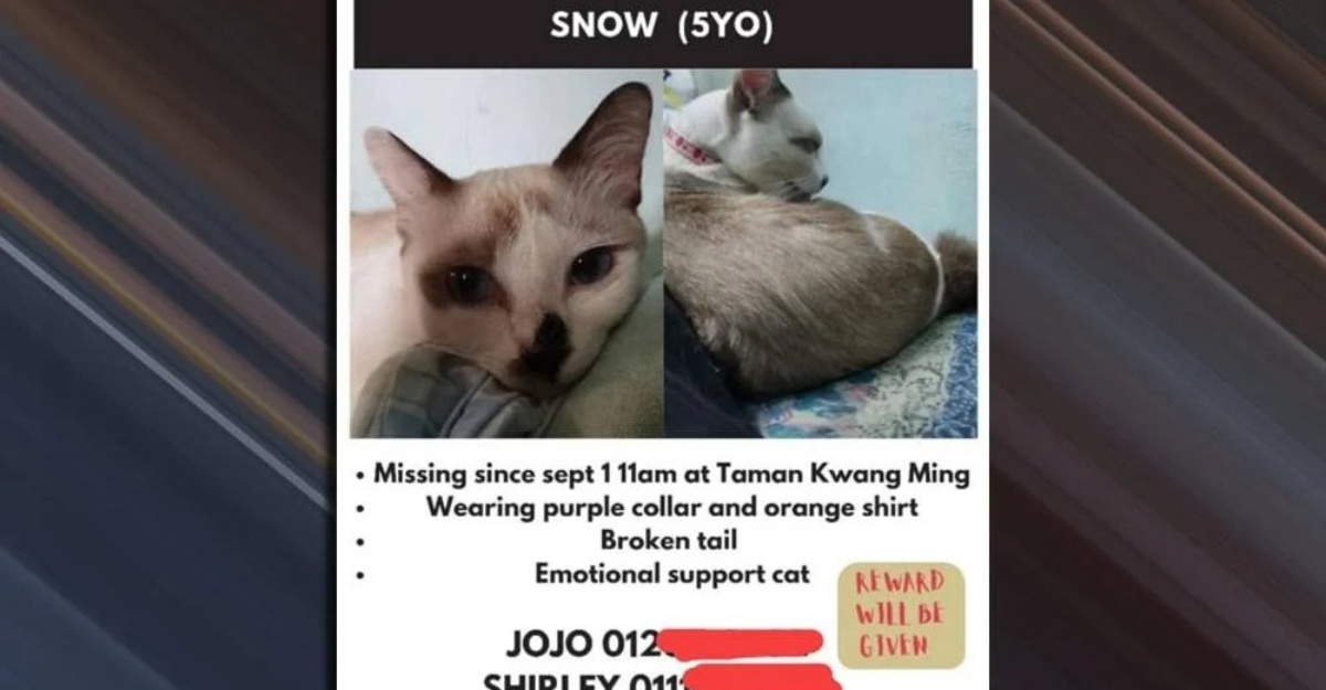 Penculik Kucing Minta Pemilik Bayar Wang Tebusan