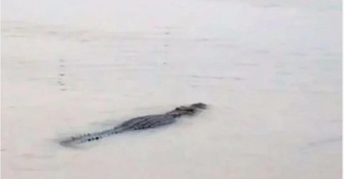 kepala mangsa serangan buaya ditemukan